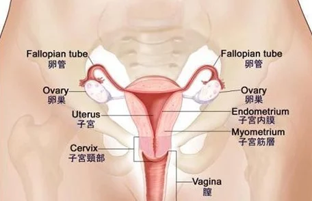 嗯啊射小子宫里最新进展消息研究显示该行为可能对女性生育健康产生影响专家呼吁关注相关风险与安全措施